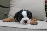 Forrest , a male English Bulldog for sale in Saint Paul, MN – 5 of 8