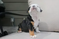 Ella , a female English Bulldog for sale in Saint Paul, MN – 8 of 9