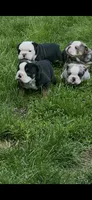 Minny, a female English Bulldog for sale in Saint Paul, MN – 8 of 8