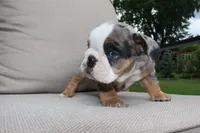 Sleepy, a male English Bulldog for sale in Saint Paul, MN – 7 of 9