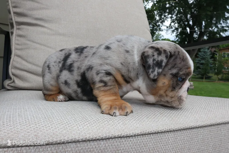Minny, a female English Bulldog for sale in Saint Paul, MN – 1 of 8