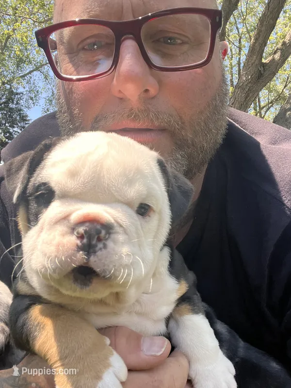 Ella , a female English Bulldog for sale in Saint Paul, MN – 1 of 9
