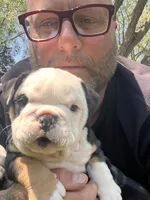 Ella , a female English Bulldog for sale in Saint Paul, MN – 1 of 9