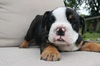 Forrest , a male English Bulldog for sale in Saint Paul, MN – 3 of 8