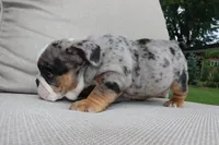 Sleepy, a male English Bulldog for sale in Saint Paul, MN – 9 of 9