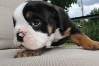 Forrest , a male English Bulldog for sale in Saint Paul, MN – 8 of 8