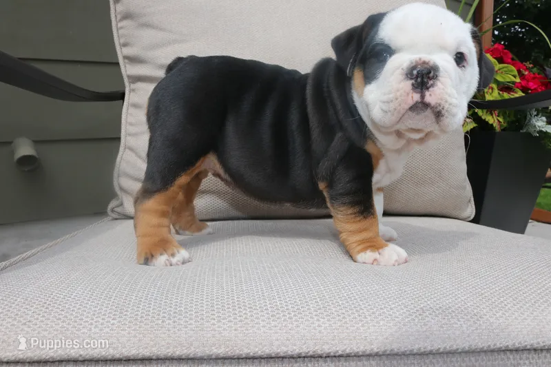 Ella  – English Bulldog puppy for sale in Saint Paul, MN