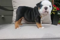 Ella , a female English Bulldog for sale in Saint Paul, MN – 2 of 9