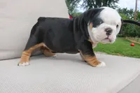 Ella , a female English Bulldog for sale in Saint Paul, MN – 6 of 9