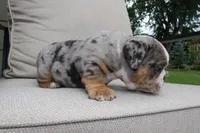 Sleepy, a male English Bulldog for sale in Saint Paul, MN – 6 of 9