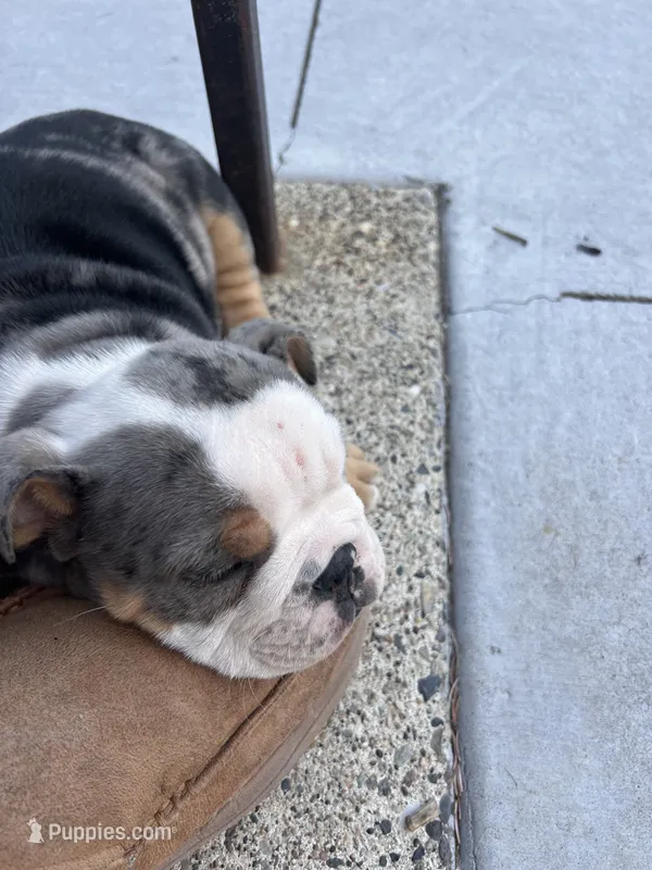 Sleepy – English Bulldog puppy for sale in Saint Paul, MN