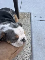 Sleepy, a male English Bulldog for sale in Saint Paul, MN – 2 of 9