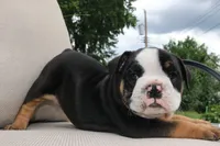 Forrest , a male English Bulldog for sale in Saint Paul, MN – 7 of 8