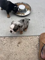 Minny, a female English Bulldog for sale in Saint Paul, MN – 7 of 8