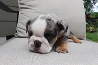 Sleepy, a male English Bulldog for sale in Saint Paul, MN – 4 of 9