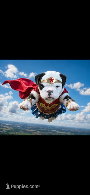Ella  – English Bulldog puppy for sale in Saint Paul, MN