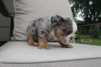 Minny, a female English Bulldog for sale in Saint Paul, MN – 5 of 8