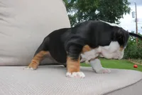 Ella , a female English Bulldog for sale in Saint Paul, MN – 9 of 9