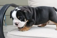 Forrest , a male English Bulldog for sale in Saint Paul, MN – 6 of 8