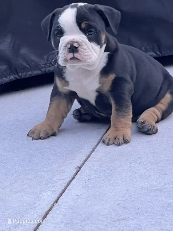 Forrest , a male English Bulldog for sale in Saint Paul, MN – 1 of 8