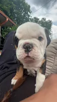Ella , a female English Bulldog for sale in Saint Paul, MN – 4 of 9
