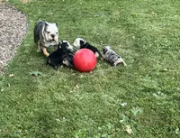 Forrest , a male English Bulldog for sale in Saint Paul, MN – 4 of 8