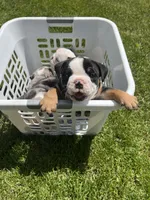 Forrest , a male English Bulldog for sale in Saint Paul, MN – 2 of 8