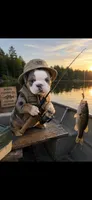 Sleepy, a male English Bulldog for sale in Saint Paul, MN – 1 of 9