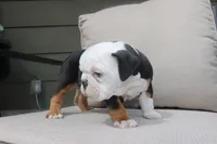 Ella , a female English Bulldog for sale in Saint Paul, MN – 3 of 9