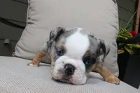 Minny, a female English Bulldog for sale in Saint Paul, MN – 4 of 8