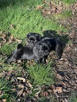 Lightening, a male Pug for sale in Gold Bar, WA – Photo 3 of 3