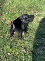 Lightening, a male Pug for sale in Gold Bar, WA – Photo 1 of 3