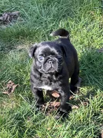 Thunder, a male Pug for sale in Gold Bar, WA – Photo 1 of 3