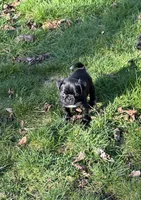 Thunder, a male Pug for sale in Gold Bar, WA – Photo 3 of 3