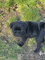 Daisy , a female Pug for sale in Gold Bar, WA – Photo 1 of 3
