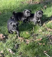 Daisy , a female Pug for sale in Gold Bar, WA – Photo 2 of 3