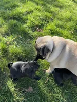 Daisy , a female Pug for sale in Gold Bar, WA – Photo 3 of 3