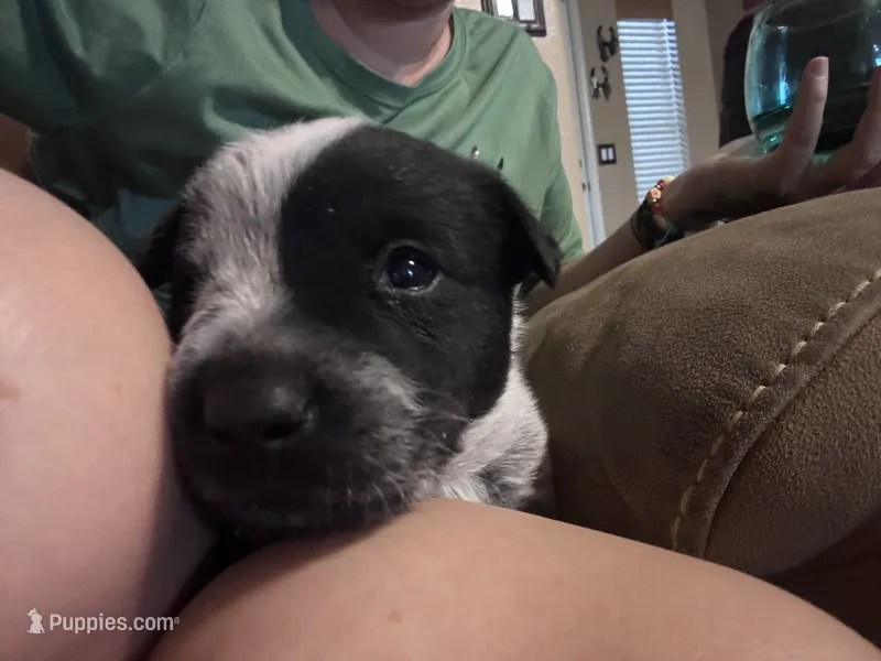 NA – Lancashire Heeler puppy for sale in Buckeye, AZ