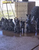 NA, a male Lancashire Heeler for sale in Buckeye, AZ – 2 of 9