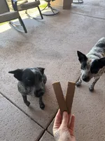 NA, a male Lancashire Heeler for sale in Buckeye, AZ – 6 of 9