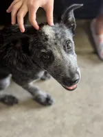 NA, a male Lancashire Heeler for sale in Buckeye, AZ – 3 of 9