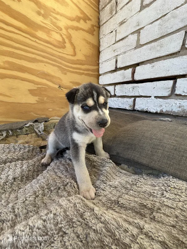Sana – Chinese Shar-Pei, Alaskan Husky puppy for sale in Mission, TX