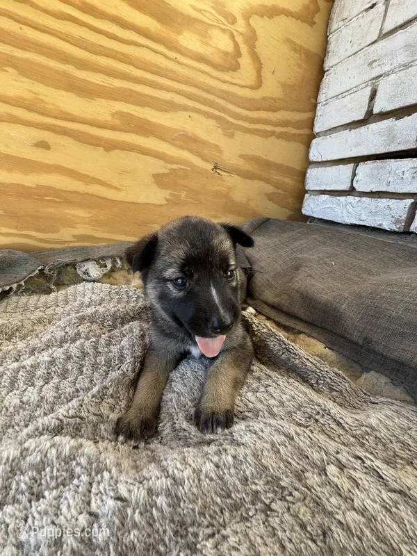 Roni  – Chinese Shar-Pei, Alaskan Husky puppy for sale in Mission, TX