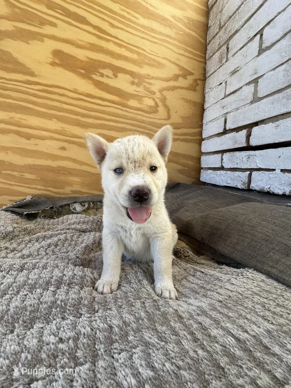 Ghost – Chinese Shar-Pei, Alaskan Husky puppy for sale in Mission, TX