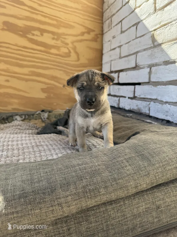 Brownie – Chinese Shar-Pei, Alaskan Husky puppy for sale in Mission, TX