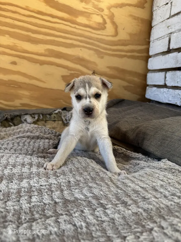 Runty – Chinese Shar-Pei, Alaskan Husky puppy for sale in Mission, TX