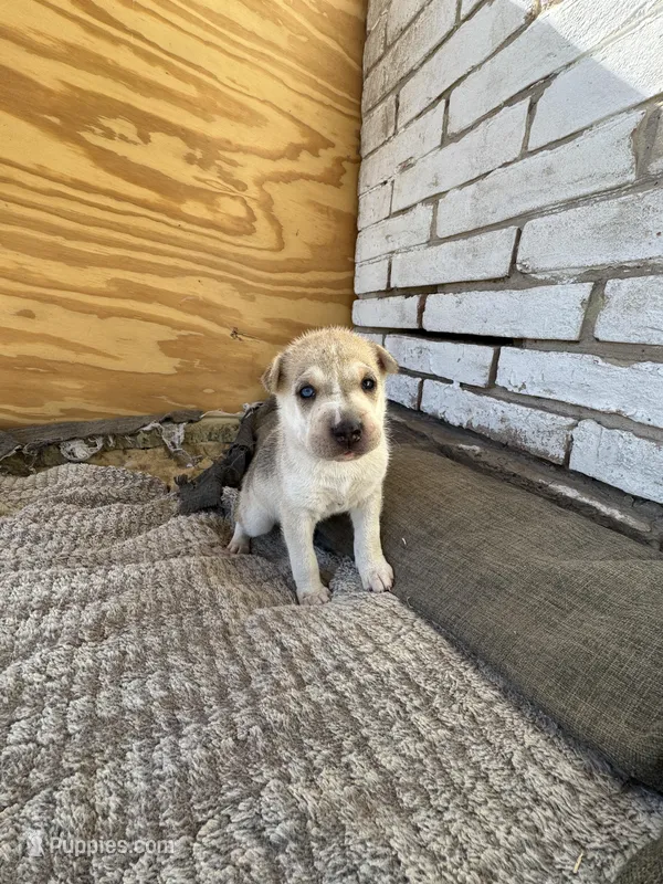 Pupper  – Chinese Shar-Pei, Alaskan Husky puppy for sale in Mission, TX