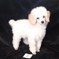 Kirby, a male Poodle - Toy  for sale in Evansville, WI – Photo 1 of 4