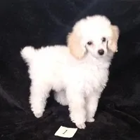 Kirby, a male Poodle - Toy  for sale in Evansville, WI – Photo 1 of 4