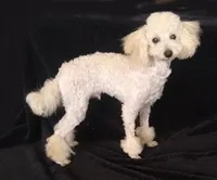 Kirby, a male Poodle - Toy  for sale in Evansville, WI – Photo 2 of 4